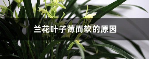 兰花叶子薄而软的原因是什么，如何挽救