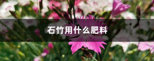 石竹用什么肥料