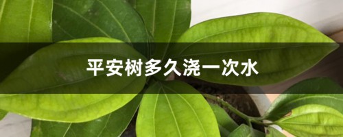 平安树多久浇一次水