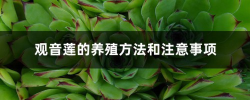 观音莲的养殖方法和注意事项