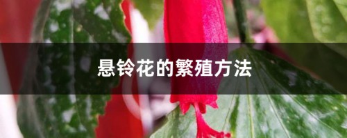 悬铃花的繁殖方法