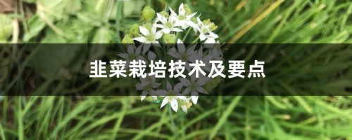 韭菜栽培技术及要点，韭菜栽培时间