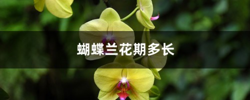 蝴蝶兰花期多长，蝴蝶兰花期养护