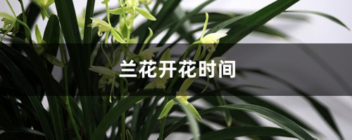 兰花开花时间，兰花怎么养才能开花