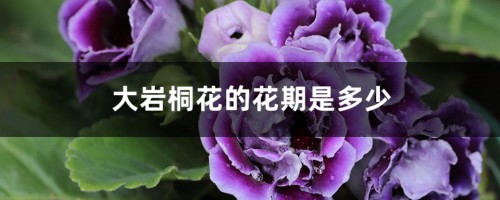 大岩桐花的花期是多少