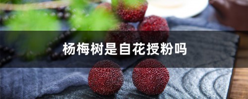 杨梅树是自花授粉吗