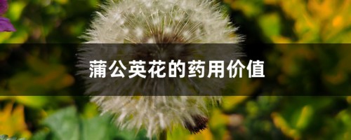 蒲公英花的药用价值