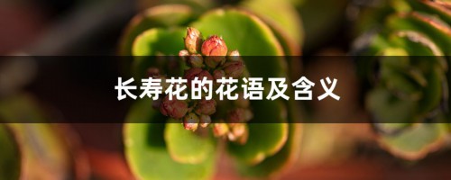 长寿花的花语及含义