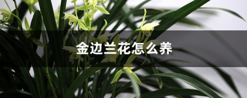 金边兰花怎么养