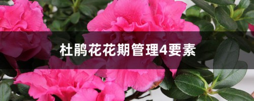 杜鹃花花期管理4要素，室内杜鹃花花期管理