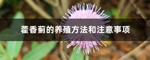 藿香蓟的养殖方法和注意事项