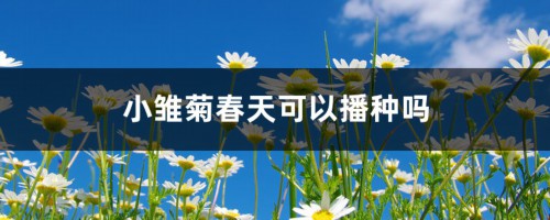 小雏菊春天可以播种吗