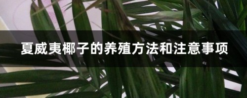 夏威夷椰子的养殖方法和注意事项