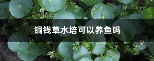 铜钱草水培可以养鱼吗，什么水培植物可以养鱼