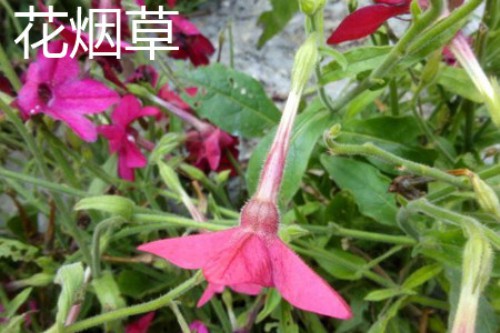 花烟草