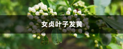 女贞黄叶的原因和处理办法