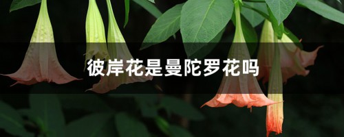 彼岸花是曼陀罗花吗，彼岸花和曼陀罗花有什么区别