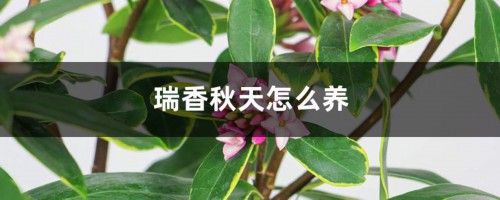 瑞香秋天怎么养