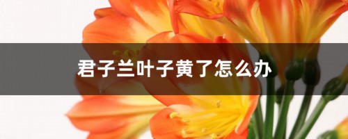 君子兰叶子黄了怎么办