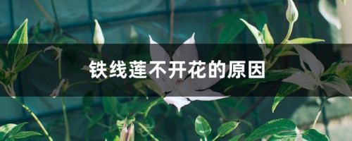 铁线莲不开花的原因