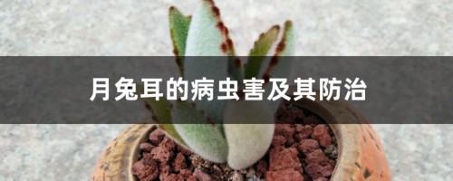 月兔耳的病虫害及其防治