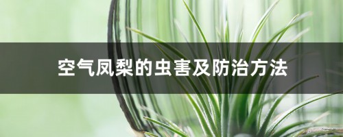 空气凤梨的虫害及防治方法