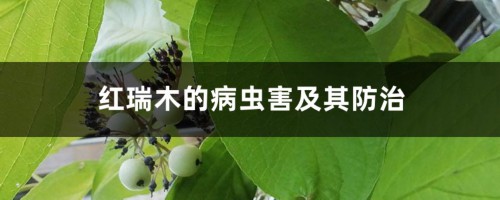 红瑞木的病虫害及其防治