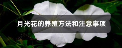 月光花的养殖方法和注意事项