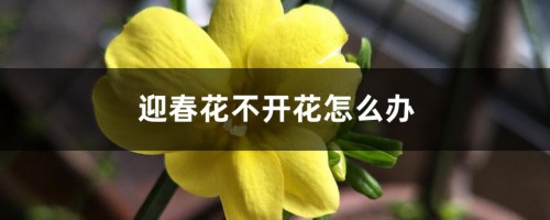 迎春花不开花怎么办