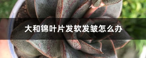 大和锦叶片发软发皱怎么办