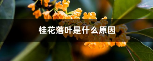 桂花落叶是什么原因