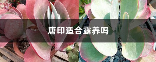 唐印适合露养吗