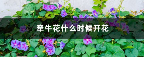 牵牛花什么时候开花