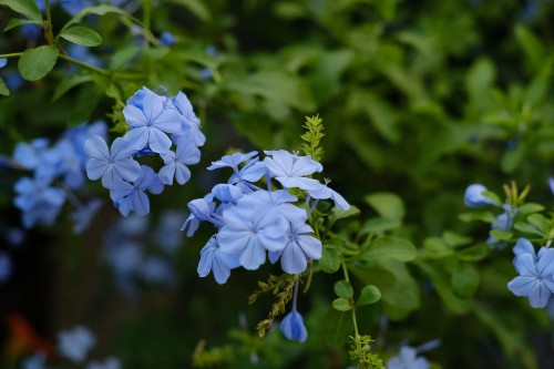 蓝雪花