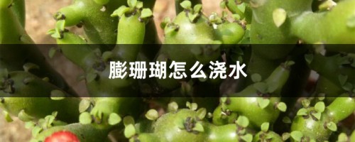 膨珊瑚怎么浇水