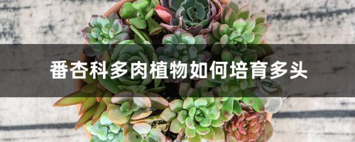 番杏科多肉植物如何培育多头