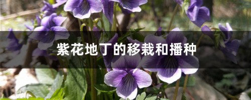 紫花地丁的移栽和播种