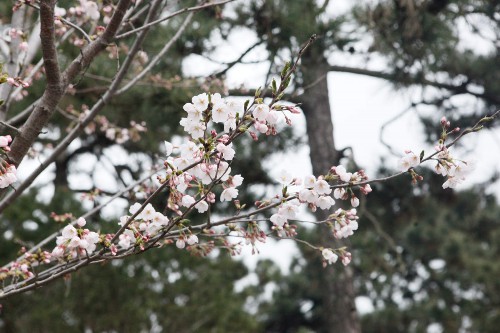 樱花