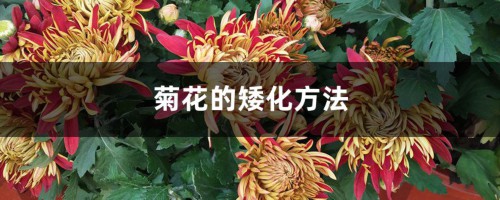 菊花的矮化方法