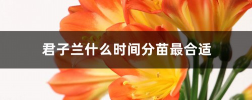 君子兰什么时间分苗最合适