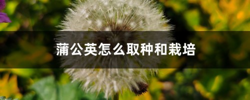 蒲公英怎么取种和栽培