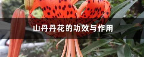 山丹丹花的功效与作用