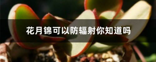 花月锦可以防辐射你知道吗